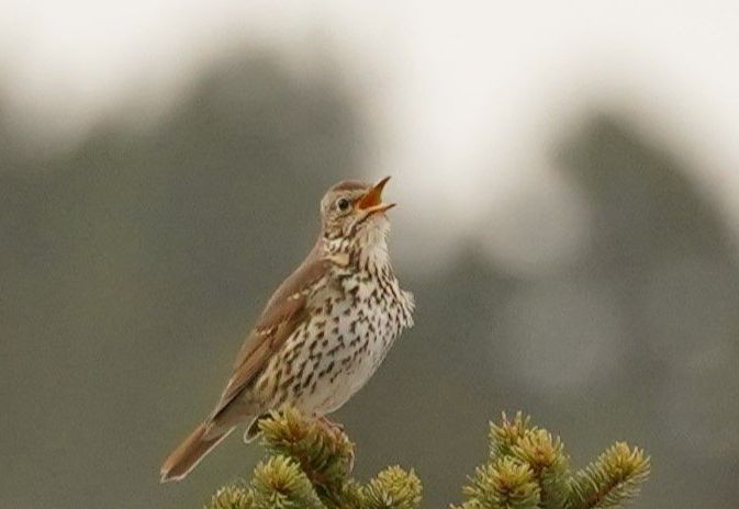 Balade pour apprendre les chants d'oiseaux près de Grenoble