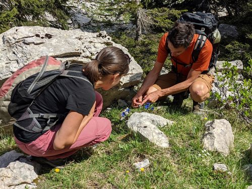 Cueillir les plantes sauvages comestibles et utiles