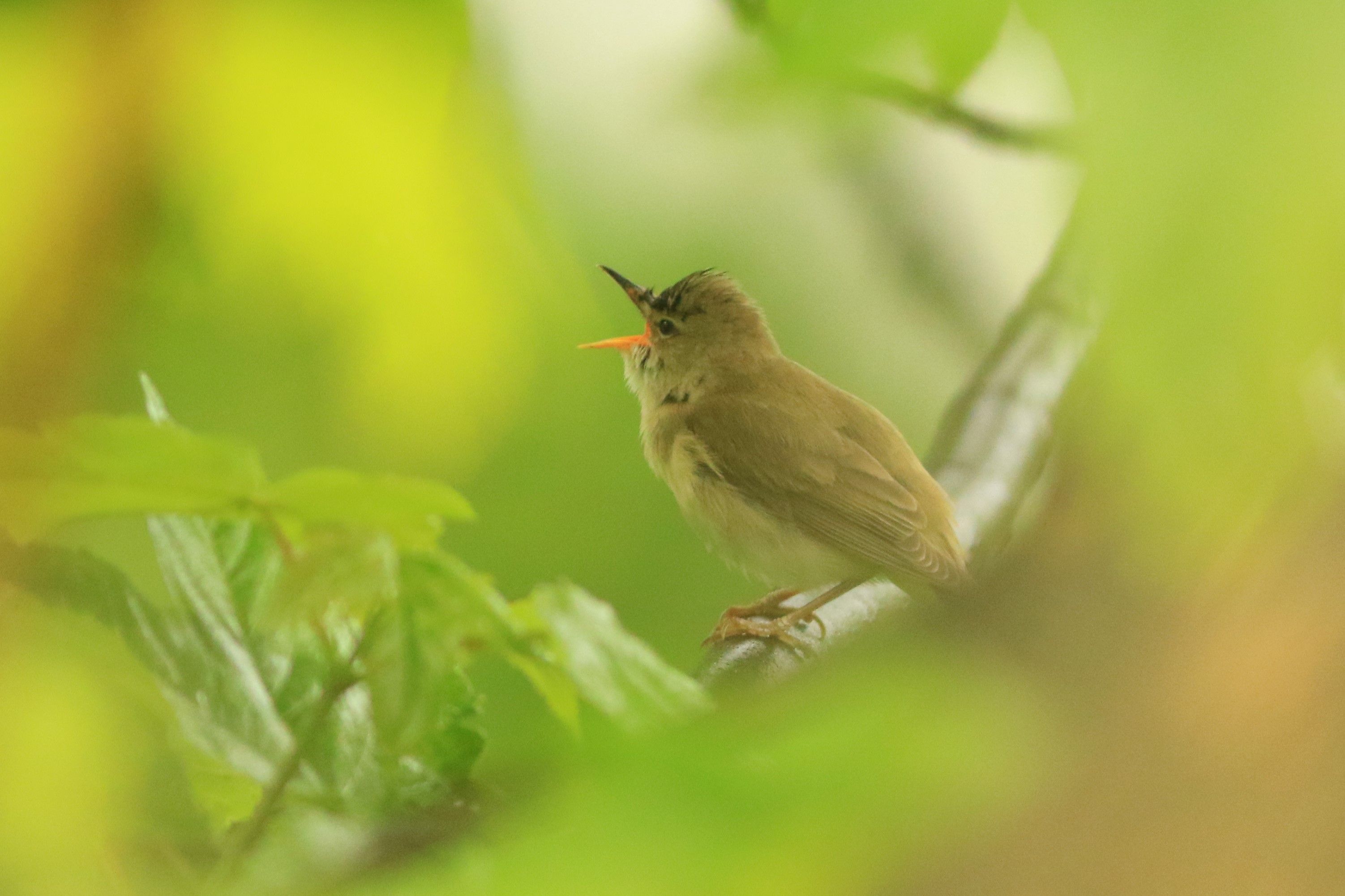 Apprendre les chants d'oiseaux