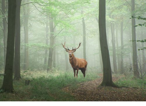 En forêt à l'époque du brame du cerf