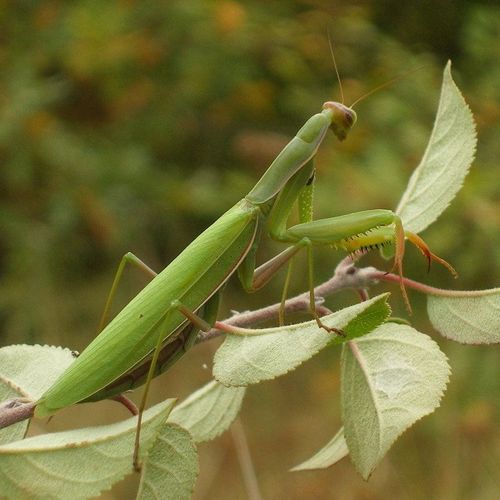 Bruyères, mantes religieuses et brame du cerf