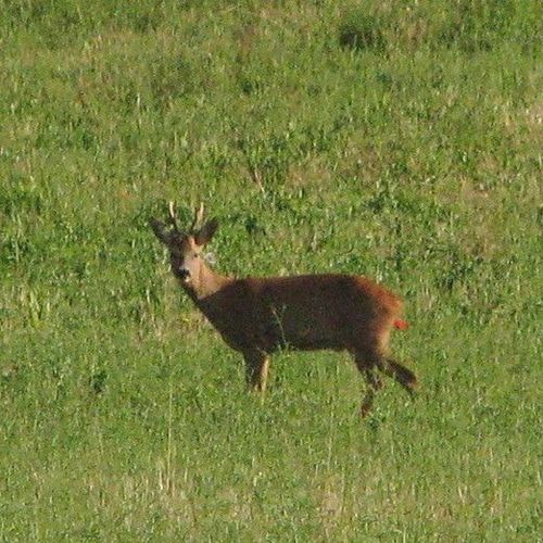 Lièvres, chevreuils et brame du cerf
