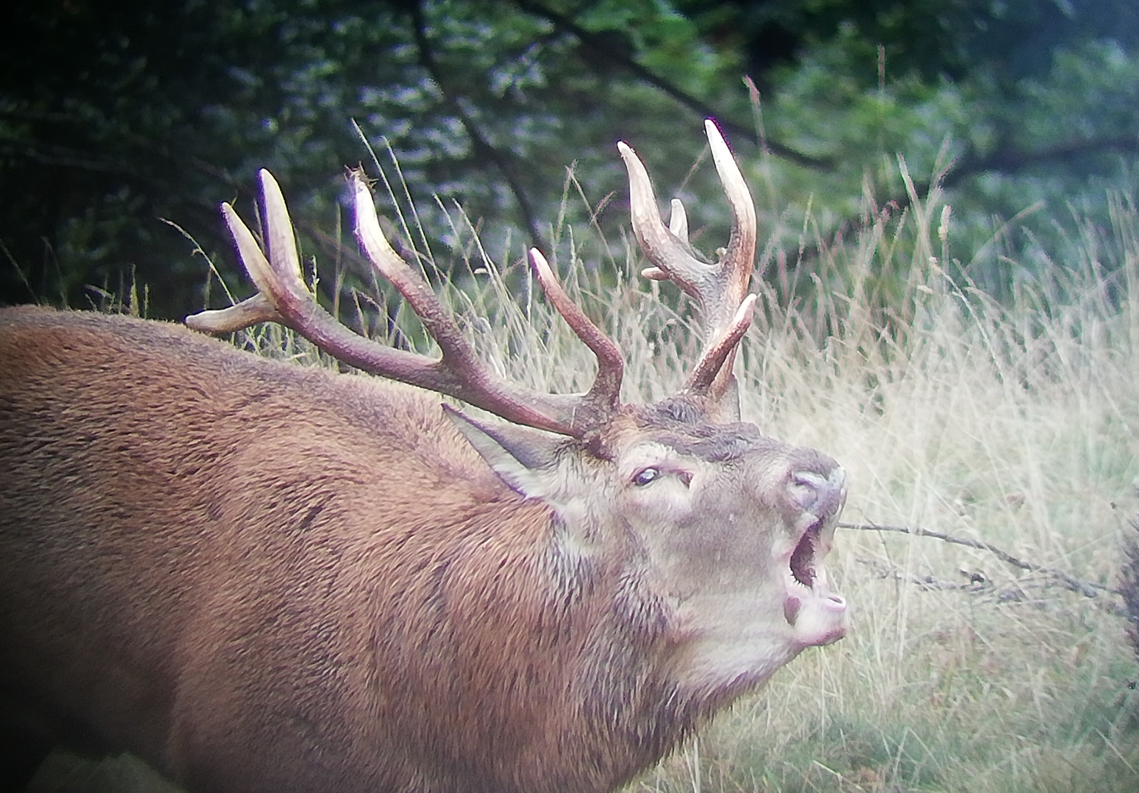 Sortie ''Brame du cerf''