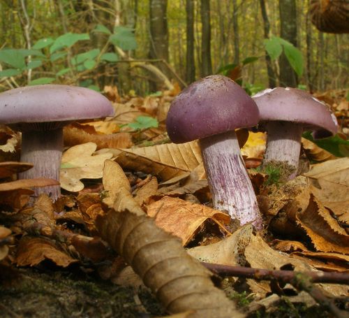 Les champignons et la forêt de Fontainebleau en automne