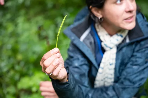 Balade botanique plantes sauvages comestibles et médicinales