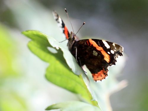 Biodiversité à l'étang d'Or