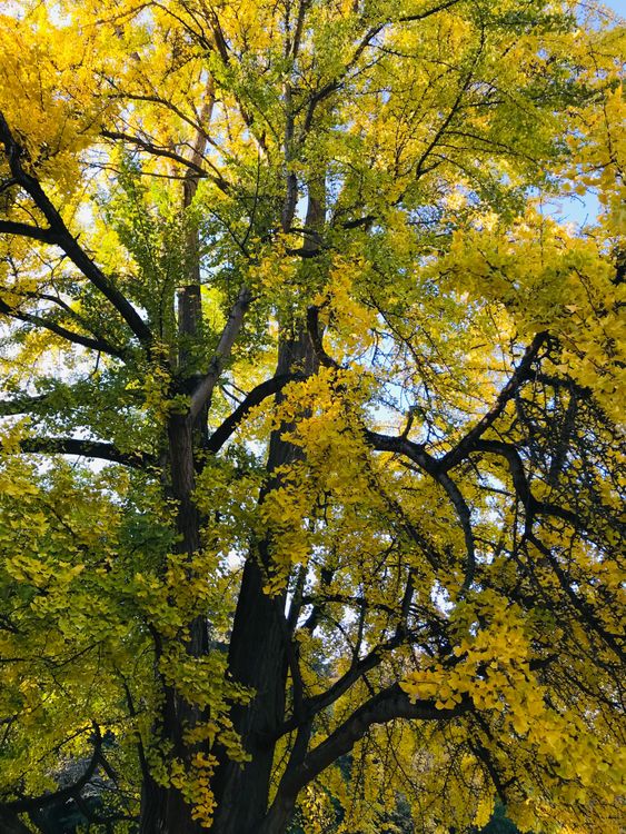 Les activités Nature proposés par Anne-Jeanne - Educatrice Nature/Educatrice Montessori