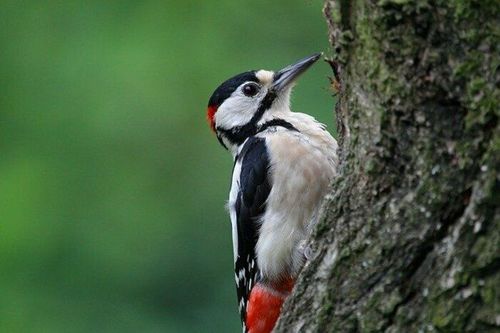 Balade ornithologique au cœur des Seiglats
