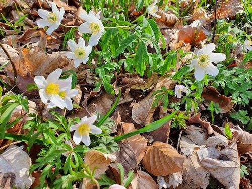 La forêt s'éveille sur les coteaux Meudon !