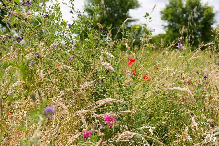 Visite d'un espace naturel à Vitry