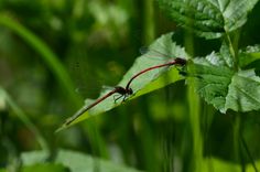 La Fontaine du Dy - animations nature