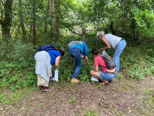 Sortie plantes sauvages comestibles et médicinales