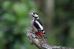 Les oiseaux du lac Daumesnil au bois de Vincennes -Fête de la nature