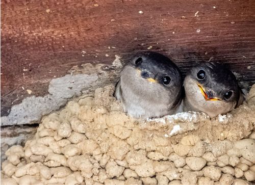 Les oiseaux de Moret sur Loing -Fête de la nature