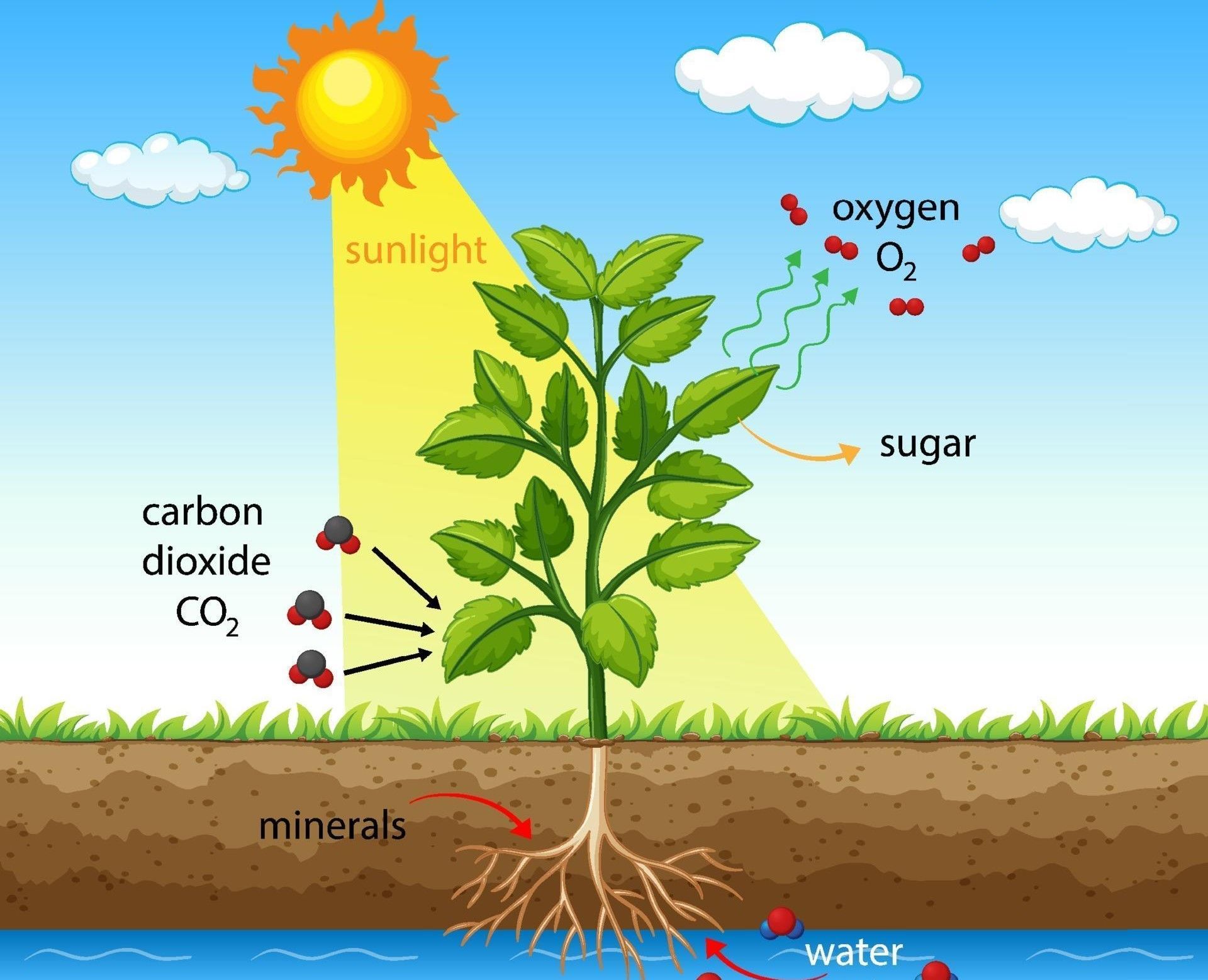 diagram-showing-process-of-photosynthesis-in-plant-free-vector.jpg