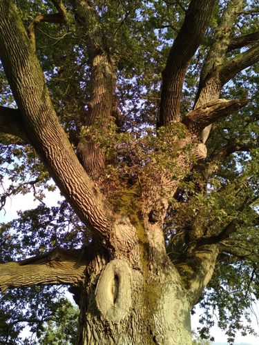 Apprenez à reconnaître les arbres et partez à la recherche de spécimens remarquables