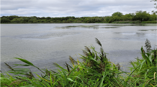 Balade "Biodiversité aux Noës"