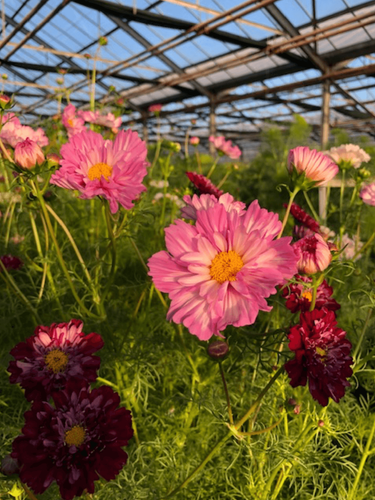 Visite d'une ferme florale bio et locale