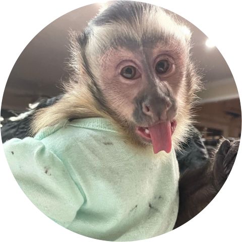 Capuchin world