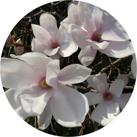 susanne t