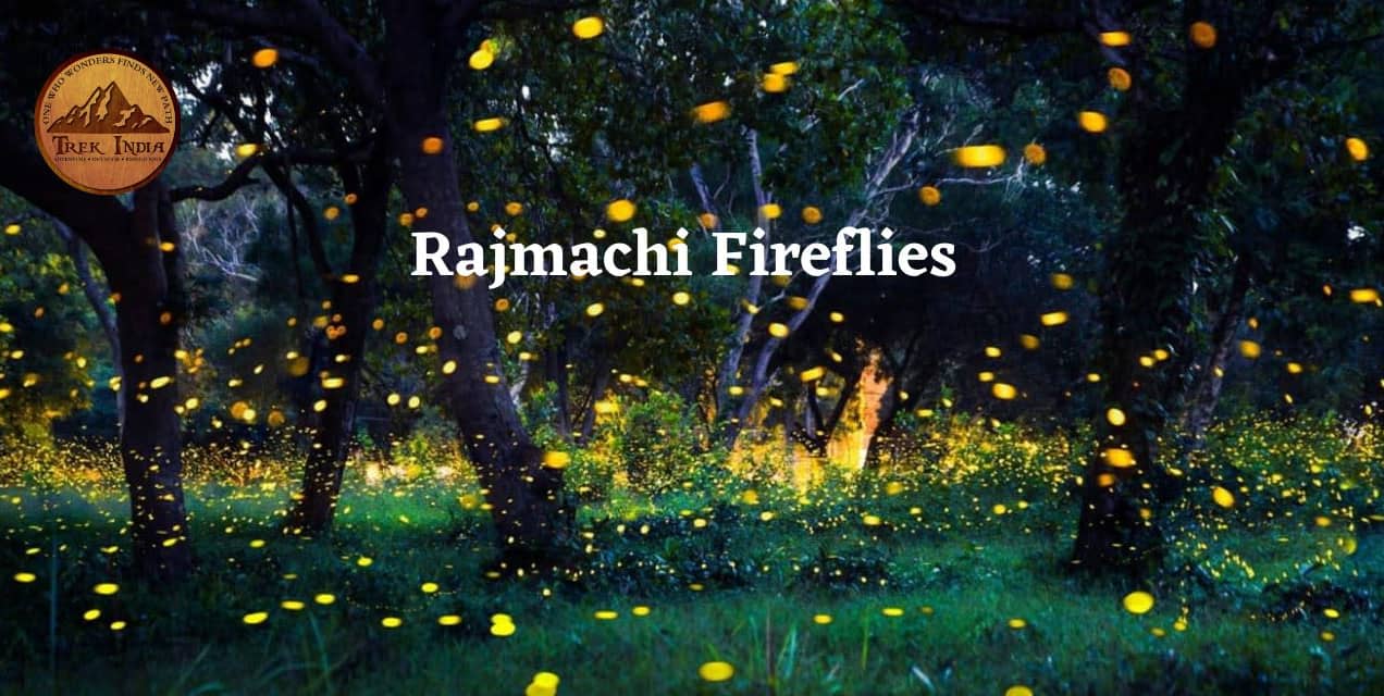 Rajmachi Fireflies Camping 2025