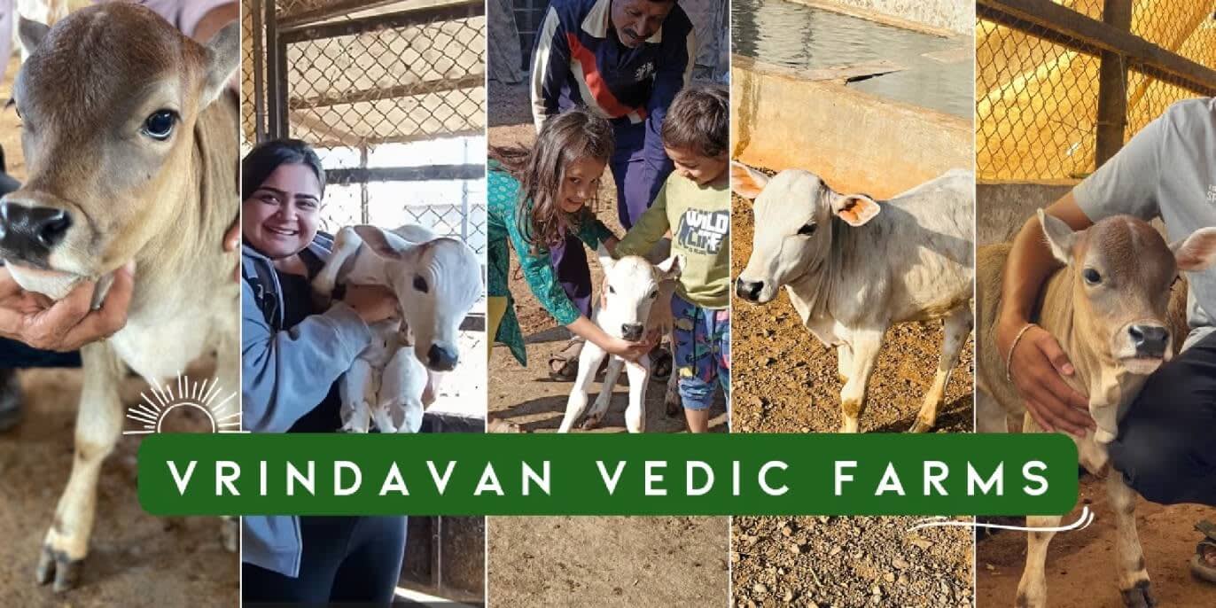 Truly Desi Vrindavan Punganur Cow Farm