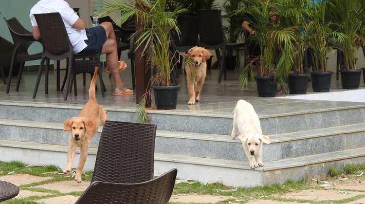 TherPuP Dog Cafe on HighApe Events Activities Things To Do
