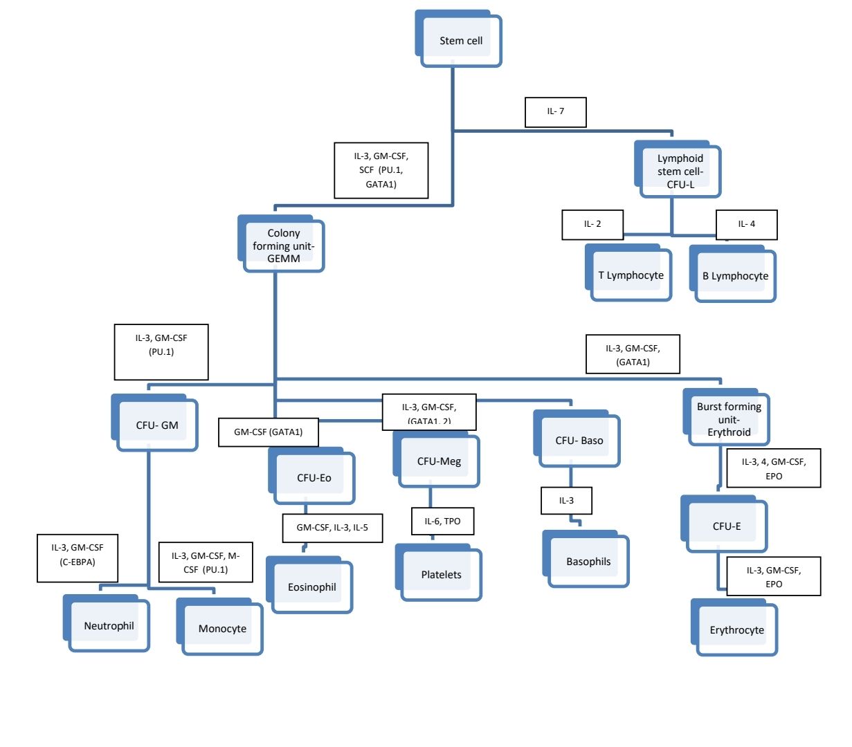 Cytokines in Hematopoiesis.jpg