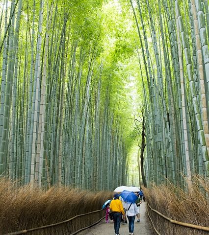 sagano forest