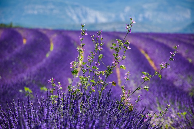 lavender bay