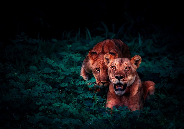 safari