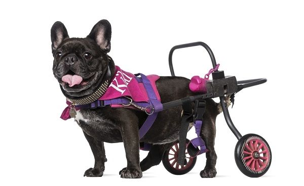 The Best Wheelchair for dogs