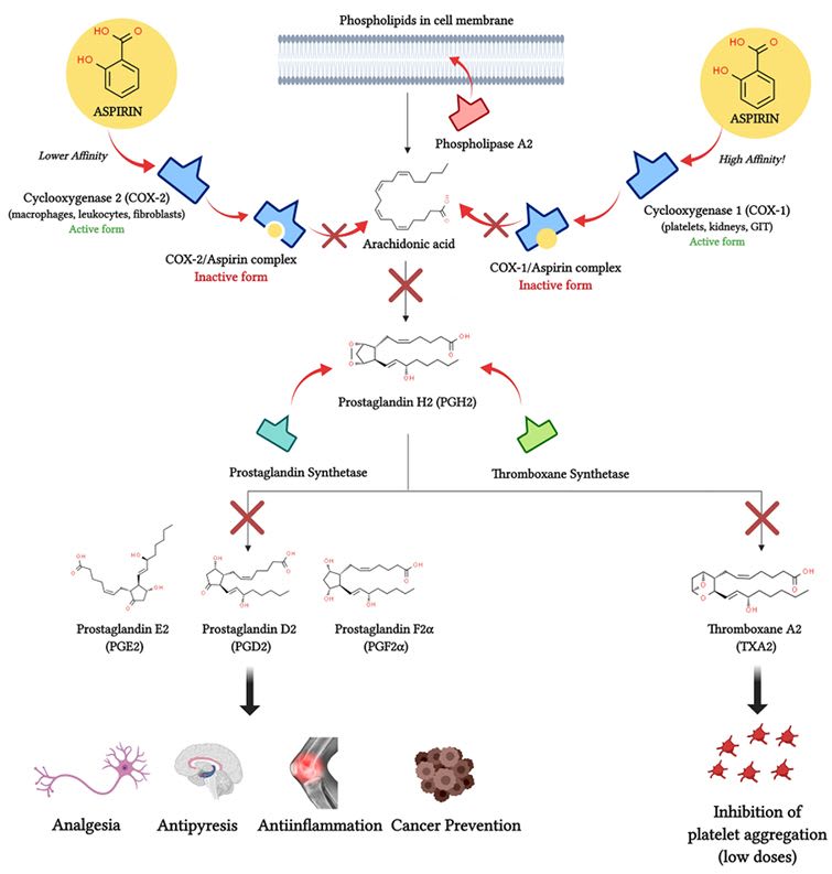 Largactil In Pregnancy Largactil In Pregnancy