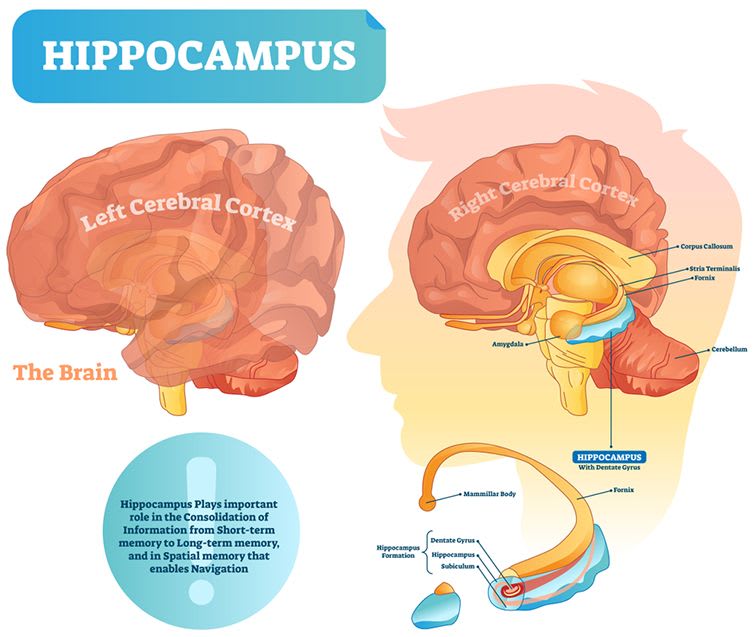 hippocampus mythology brain