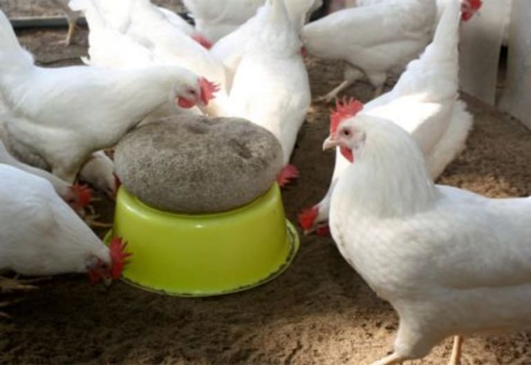 poules agroalimentaire