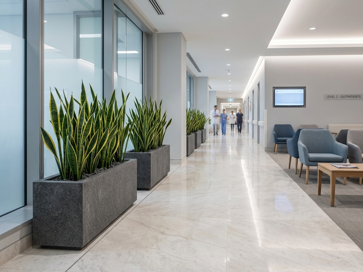Architectural Snake Plants (Sansevieria) in sleek granite trough planters along hospital corridors - Happy Greenery