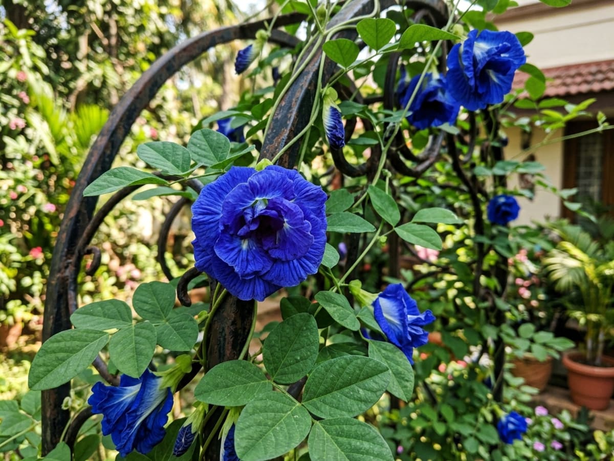 Double-flowered Butterfly Pea with ruffled deep blue multi-layered petals in Bengaluru - Happy Greenery