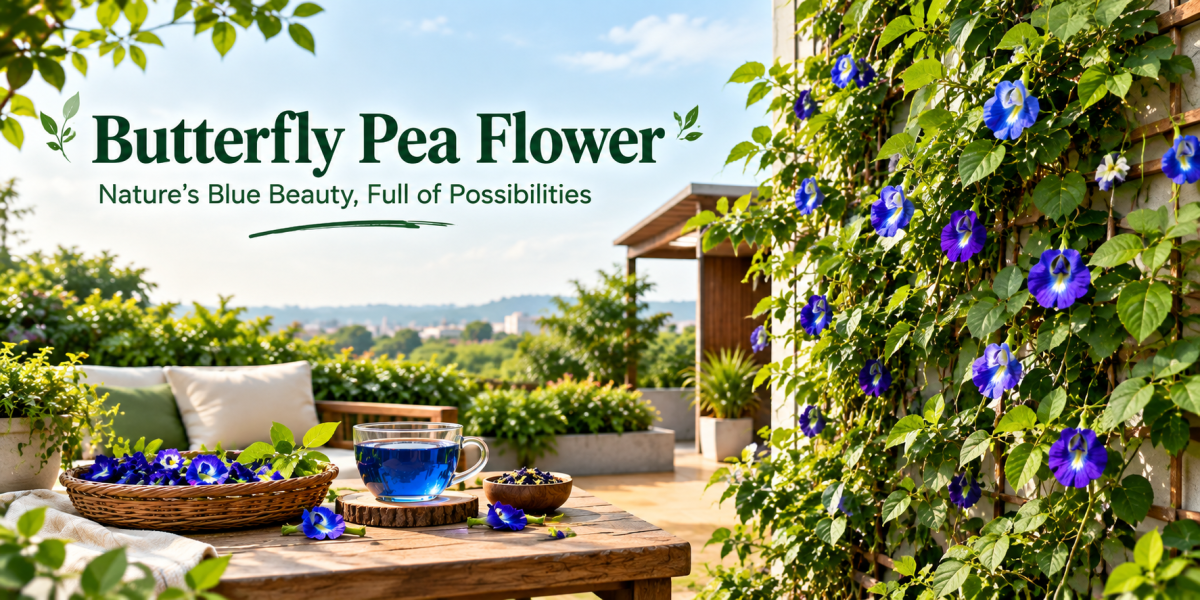 Vivid blue Butterfly Pea flower climber blooming on a terrace garden trellis in Bengaluru - Happy Greenery