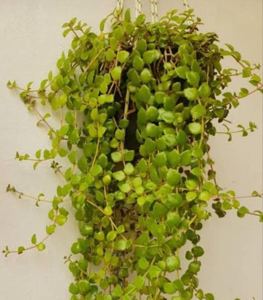Tangled Heart Plant (Ceropegia woodii)