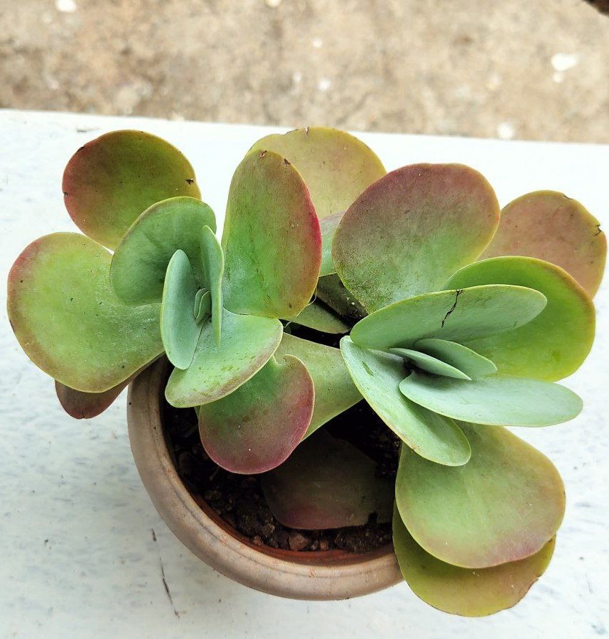Kalanchoe luciae (Paddle Plant / Flapjack Succulent) view 1