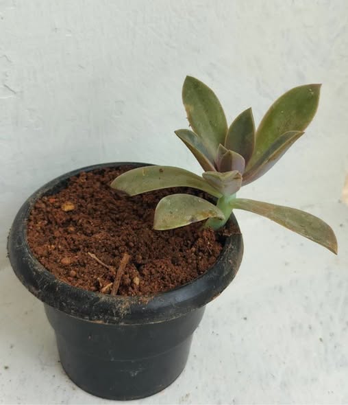 Graptoveria Graptopetalum hybrid  Echeveria harmsii - succulent