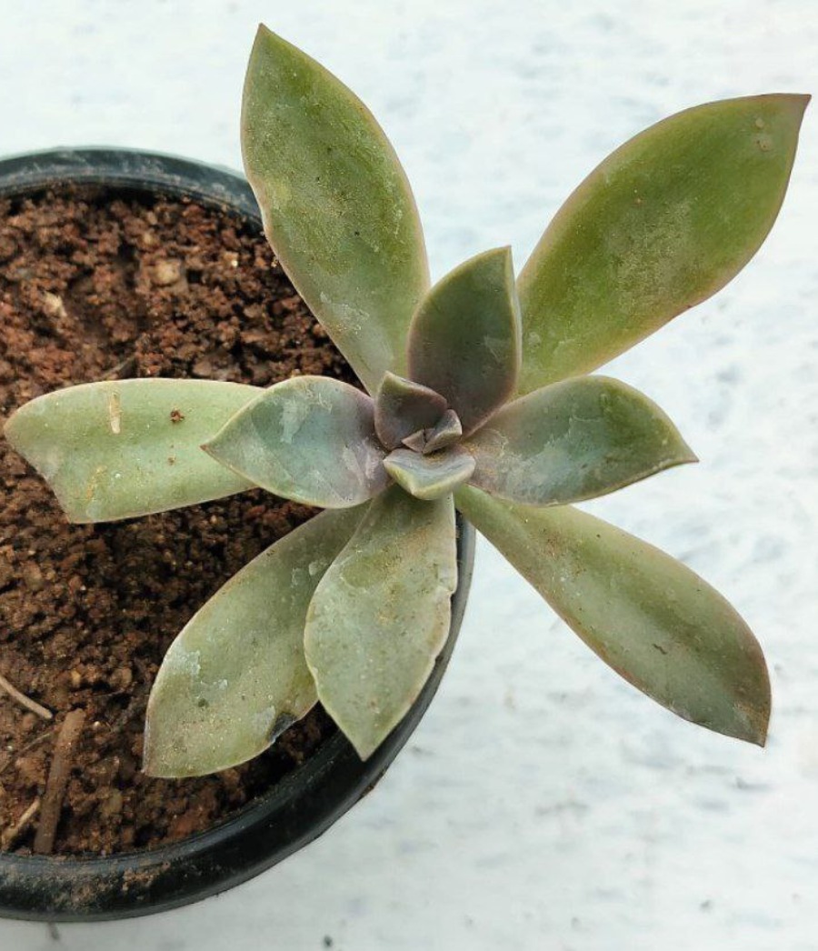 Graptoveria Graptopetalum hybrid  Echeveria harmsii - succulent view 1
