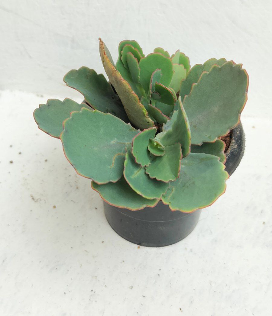 Kalanchoe Felt Bush (Succulent Plant)