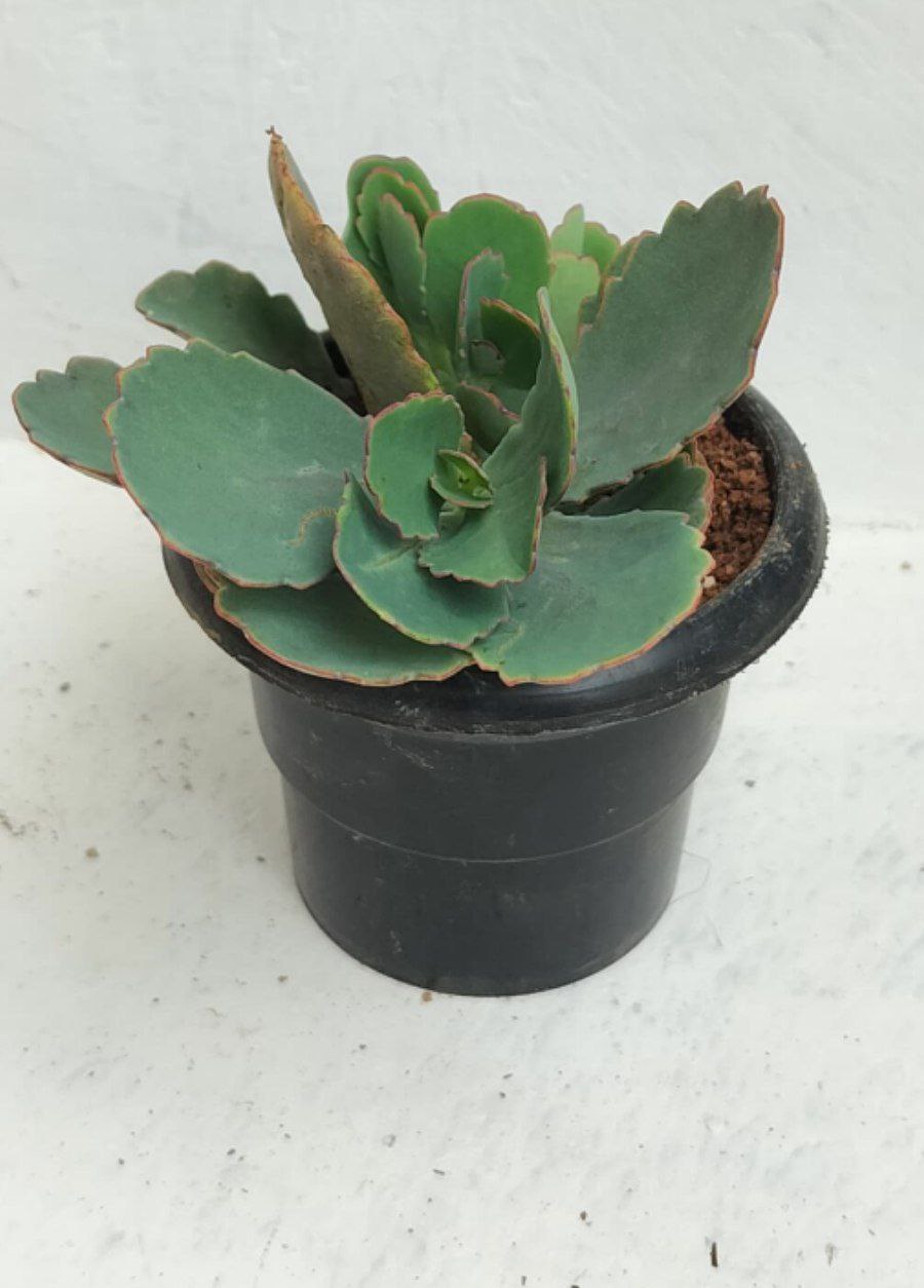 Kalanchoe Felt Bush (Succulent Plant) view 2