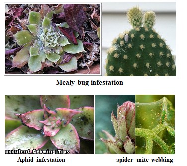 Woody succulents including jade plant, desert rose, and pencil tree in pots