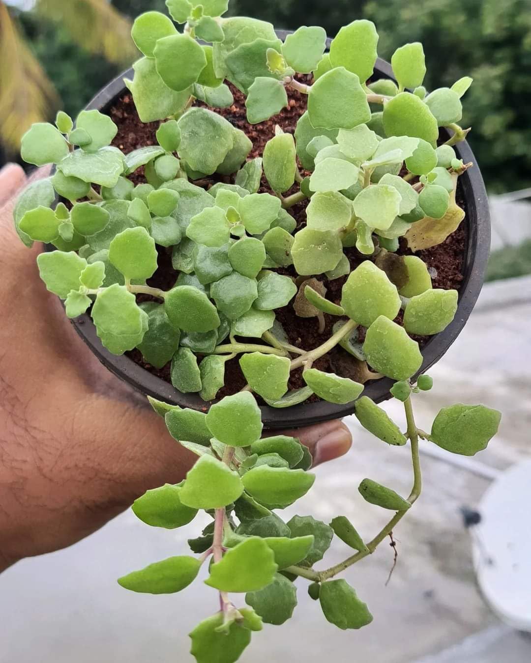 Swedish ivy (plectranthus prostratus)
