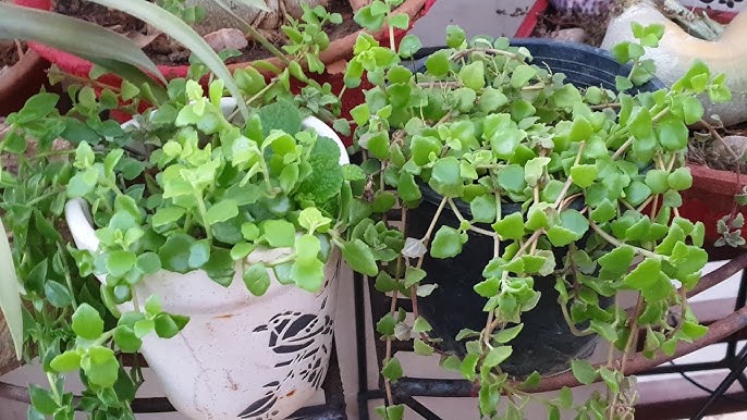 Swedish ivy (plectranthus prostratus) view 1
