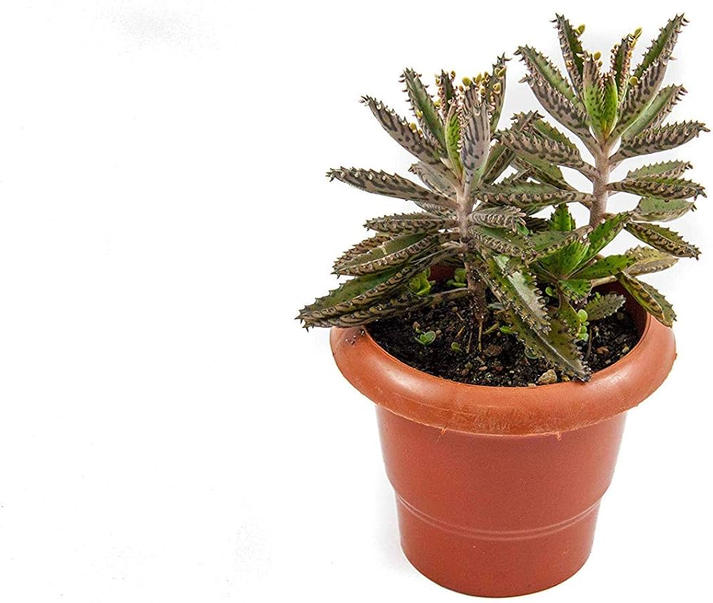 Kalanchoe daigremontiana (Mother of thousands) view 1