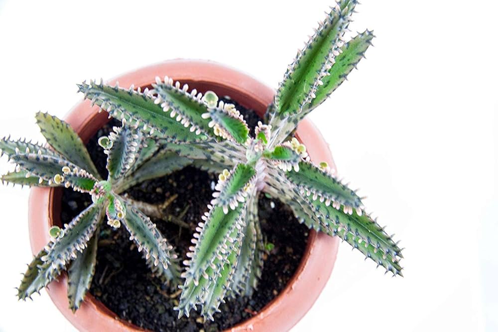 Kalanchoe daigremontiana (Mother of thousands)