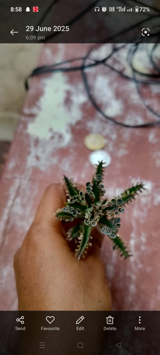 Kalanchoe daigremontiana (Mother of thousands) view 3